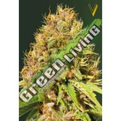 3 UND FEM - SUPER MAZAR * VICTORY SEEDS FEMINIZADA 3 UND