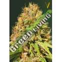 3 UND FEM - SUPER MAZAR * VICTORY SEEDS FEMINIZADA 3 UND