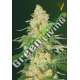 3 UND FEM - SUPER EXTRA SKUNK * VICTORY SEEDS FEMINIZADA 3 UND