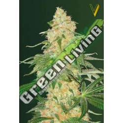 3 UND FEM - SUPER EXTRA SKUNK * VICTORY SEEDS FEMINIZADA 3 UND