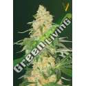 3 UND FEM - SUPER EXTRA SKUNK * VICTORY SEEDS FEMINIZADA 3 UND