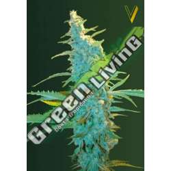 3 UND FEM - ULTRA POWER PLANT * VICTORY SEEDS FEMINIZADA 3 UND