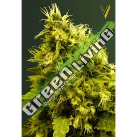 3 UND FEM - WHITE WIDOW * VICTORY SEEDS FEMINIZADA 3 UND