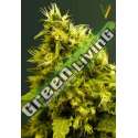 3 UND FEM - WHITE WIDOW * VICTORY SEEDS FEMINIZADA 3 UND