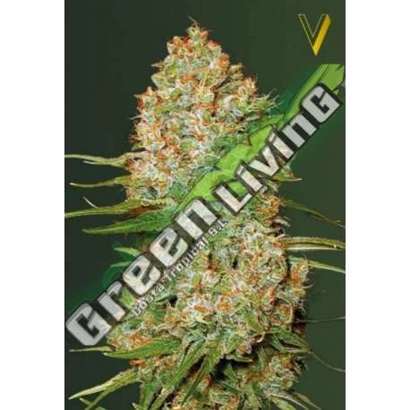 5 UND FEM - AUTO AMNESIUM * VICTORY SEEDS FEMINIZADA 5 UND