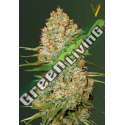 5 UND FEM - AUTO AMNESIUM * VICTORY SEEDS FEMINIZADA 5 UND