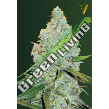 5 UND FEM - AUTO AMNESIA HAZE * VICTORY SEEDS FEMINIZADA 5 UND