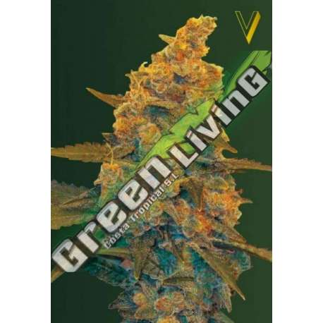 5 UND FEM - AUTO BLOW DREAM * VICTORY SEEDS FEMINIZADA 5 UND