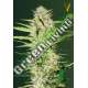 5 UND FEM - AUTO PARMESAN * VICTORY SEEDS FEMINIZADA 5 UND