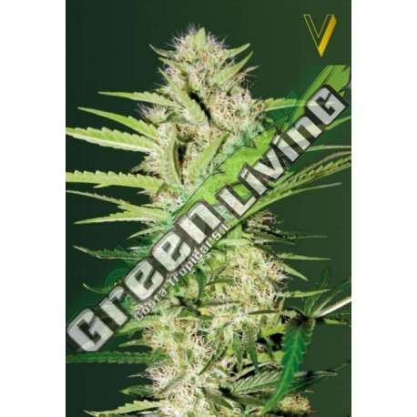 5 UND FEM - AUTO PARMESAN * VICTORY SEEDS FEMINIZADA 5 UND