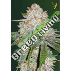 5 UND FEM - AUTO CHOCODOPE * VICTORY SEEDS FEMINIZADA 5 UND