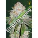 5 UND FEM - AUTO CHOCODOPE * VICTORY SEEDS FEMINIZADA 5 UND