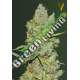 5 UND FEM - AUTO CRITICAL * VICTORY SEEDS FEMINIZADA 5 UND