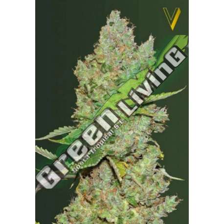 5 UND FEM - AUTO CRITICAL * VICTORY SEEDS FEMINIZADA 5 UND