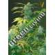 5 UND FEM - AUTO HEAVEN * VICTORY SEEDS FEMINIZADA 5 UND