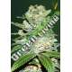 5 UND FEM - AUTO JACK HAMMER * VICTORY SEEDS FEMINIZADA 5 UND