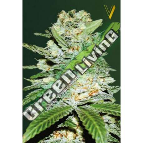 5 UND FEM - AUTO JACK HAMMER * VICTORY SEEDS FEMINIZADA 5 UND