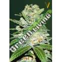 5 UND FEM - AUTO JACK HAMMER * VICTORY SEEDS FEMINIZADA 5 UND