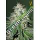 5 UND FEM - AUTO OG KUSH * VICTORY SEEDS FEMINIZADA 5 UND