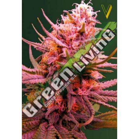 5 UND FEM - AUTO SEEMANGO * VICTORY SEEDS FEMINIZADA 5 UND