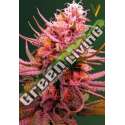 5 UND FEM - AUTO SEEMANGO * VICTORY SEEDS FEMINIZADA 5 UND