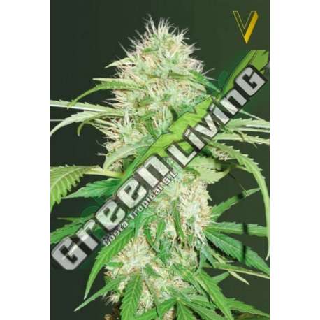 5 UND FEM - AUTO SUPER MAZAR * VICTORY SEEDS FEMINIZADA 5 UND