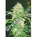 5 UND FEM - AUTO SUPER MAZAR * VICTORY SEEDS FEMINIZADA 5 UND