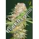 5 UND FEM - AUTO SUPER EXTRA SKUNK * VICTORY SEEDS FEMINIZADA 5 UND