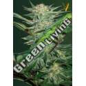 5 UND FEM - AUTO WHITE WIDOW * VICTORY SEEDS FEMINIZADA 5 UND