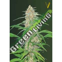 5 UND FEM - AK-77V * VICTORY SEEDS FEMINIZADA 5 UND