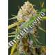 5 UND FEM - BIGGEST BUD * VICTORY SEEDS FEMINIZADA 5 UND