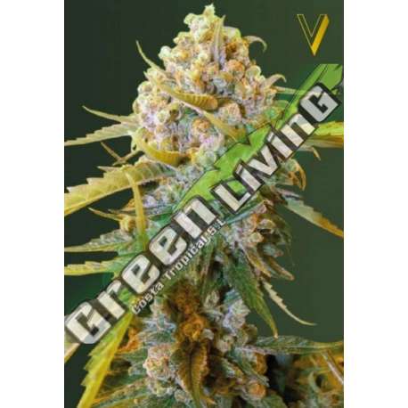 5 UND FEM - BIGGEST BUD * VICTORY SEEDS FEMINIZADA 5 UND