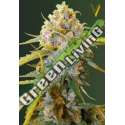 5 UND FEM - BIGGEST BUD * VICTORY SEEDS FEMINIZADA 5 UND