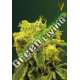 5 UND FEM - BLOW DREAM * VICTORY SEEDS FEMINIZADA 5 UND