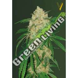 5 UND FEM - BUBBLEGUM + PRO * VICTORY SEEDS FEMINIZADA 5 UND