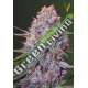 5 UND FEM - CARAMELINO * VICTORY SEEDS FEMINIZADA 5 UND