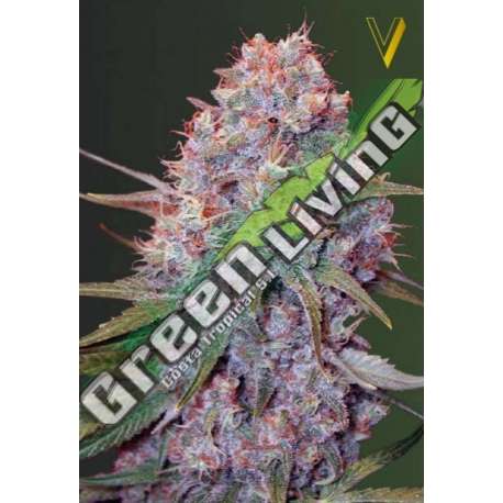 5 UND FEM - CARAMELINO * VICTORY SEEDS FEMINIZADA 5 UND