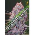 5 UND FEM - CARAMELINO * VICTORY SEEDS FEMINIZADA 5 UND