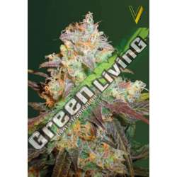 5 UND FEM - CHOCODOPE * VICTORY SEEDS FEMINIZADA 5 UND