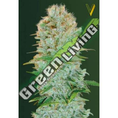 5 UND FEM - CRITICAL * VICTORY SEEDS FEMINIZADA 5 UND