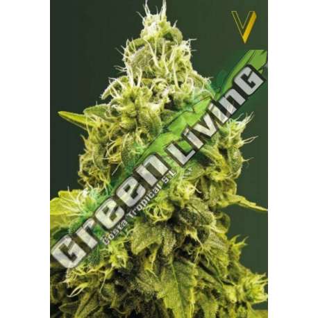 5 UND FEM - JACK HAMMER * VICTORY SEEDS FEMINIZADA 5 UND