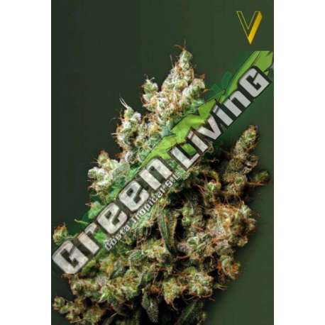 5 UND FEM - NORTHERN LIGHT * VICTORY SEEDS FEMINIZADA 5 UND