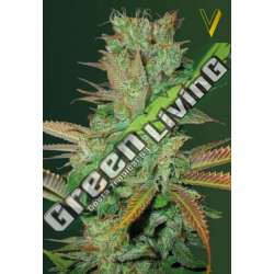 5 UND FEM - SEEMANGO * VICTORY SEEDS FEMINIZADA 5 UND