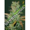 5 UND FEM - SEEMANGO * VICTORY SEEDS FEMINIZADA 5 UND