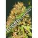 5 UND FEM - SUPER MAZAR * VICTORY SEEDS FEMINIZADA 5 UND