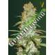 5 UND FEM - RED RUSSIAN XXL * VICTORY SEEDS FEMINIZADA 5 UND