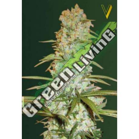 5 UND FEM - RED RUSSIAN XXL * VICTORY SEEDS FEMINIZADA 5 UND