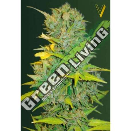 10 UND FEM - AUTO BIGGEST BUD * VICTORY SEEDS FEMINIZADA 10 UND