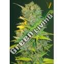 10 UND FEM - AUTO BIGGEST BUD * VICTORY SEEDS FEMINIZADA 10 UND