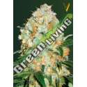 10 UND FEM - AUTO BUBBLEGUM + PRO * VICTORY SEEDS FEMINIZADA 10 UND